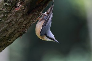 nuthatch